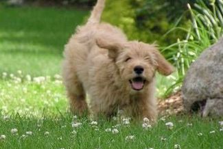 Not actually lucy, but an adorable goldendoodle nonetheless